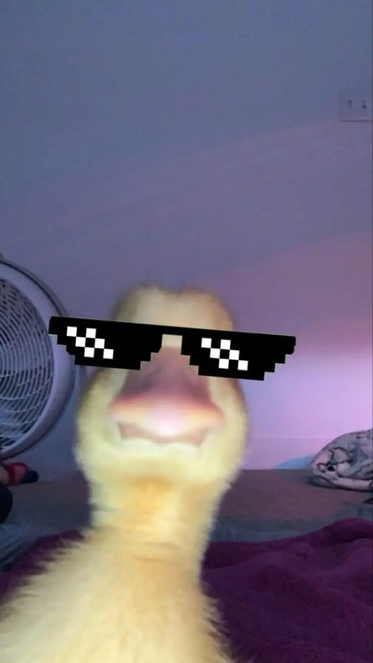 أحمد زروقي